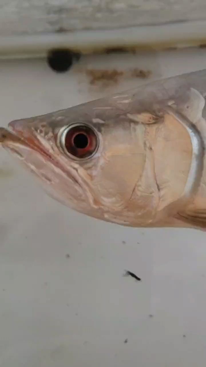8個(gè)月了 8個(gè)月了 龍魚(yú)論壇
