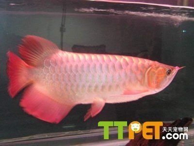 紅龍魚一般能活多久壽命：紅龍魚的壽命在20-50年之間