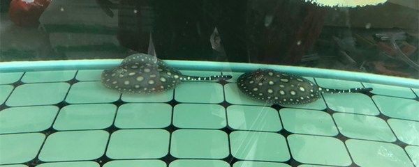 魟魚生產前征兆有哪些表現：母魟魚在生產前會表現出一些明顯的特征以下是具體的征兆