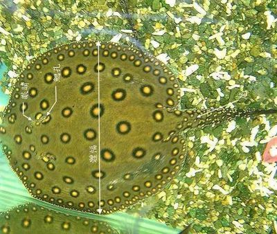 魟魚生產前征兆有哪些表現：母魟魚在生產前會表現出一些明顯的特征以下是具體的征兆