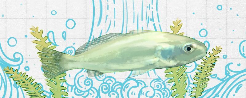 魚(yú)缸用增氧泵價(jià)格是多少:魚(yú)缸增氧機(jī)-xtrac增氧機(jī)-xtrac增氧機(jī) 白姑魚(yú)是海魚(yú)嗎是深海魚(yú)嗎 九鼎魚(yú)缸 白姑魚(yú)是海魚(yú)嗎是深海魚(yú)嗎 白姑魚(yú)是海魚(yú)嗎是深海魚(yú)嗎 九鼎魚(yú)缸