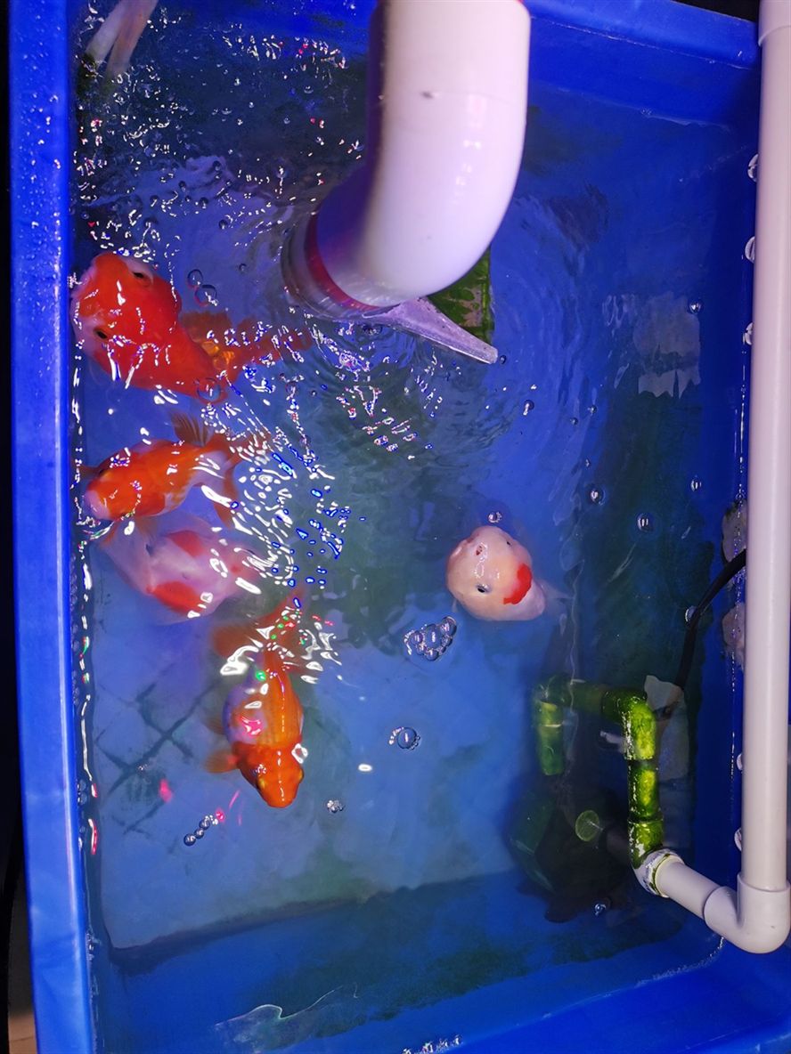 柳州觀賞魚市場(chǎng)終于換掉了吉印