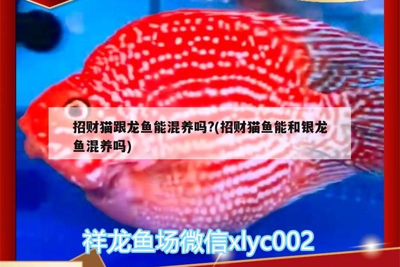 招財(cái)貓跟龍魚能混養(yǎng)嗎?(招財(cái)貓魚能和銀龍魚混養(yǎng)嗎)