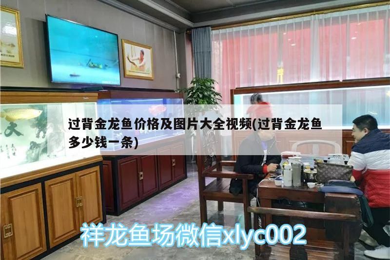 過背金龍魚價格及圖片大全視頻(過背金龍魚多少錢一條)