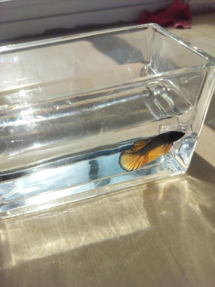 新品種——斗魚