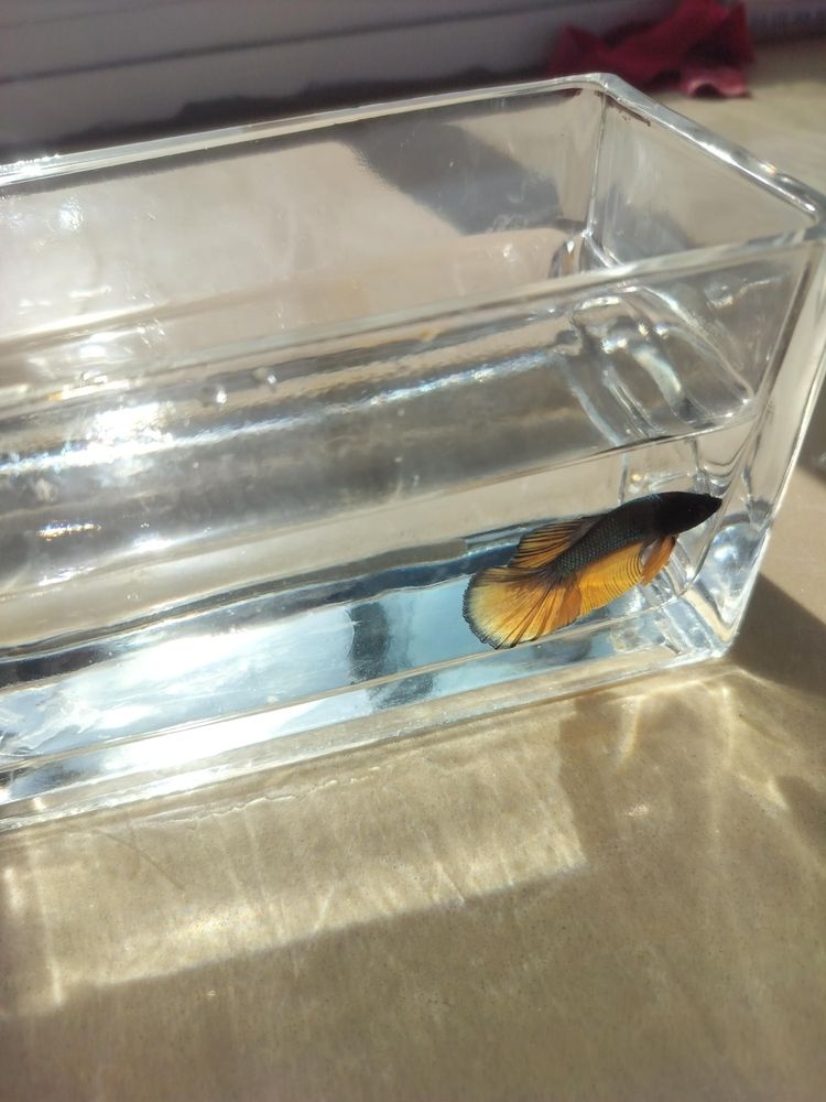 新品種——斗魚