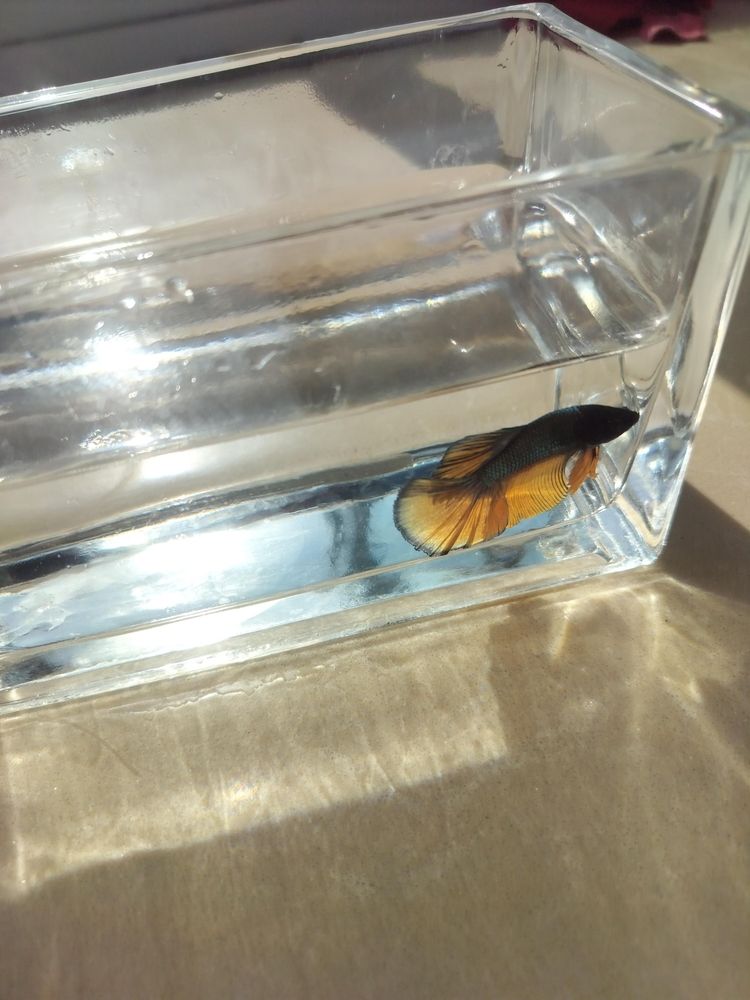 新品種——斗魚