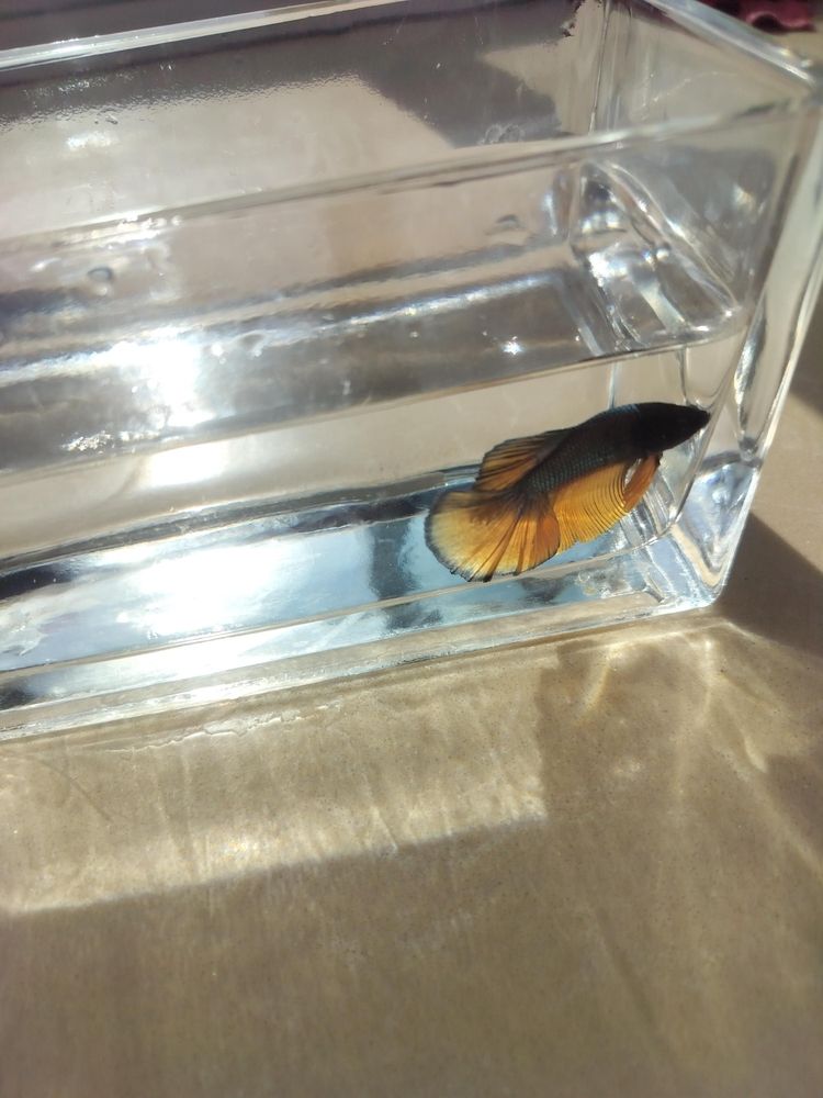 新品種——斗魚