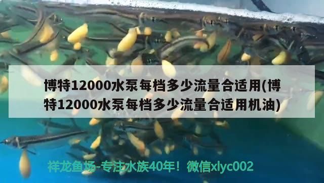博特12000水泵每檔多少流量合適用(博特12000水泵每檔多少流量合適用機油) 博特12000水泵每檔多少流量合適用(博特12000水泵每檔多少流量合適用機油) 博特水族