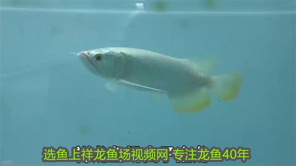 寶雞可麗愛魚缸專賣店在哪：寶雞可麗愛魚缸專賣店，打造家居水族藝術的完美選擇