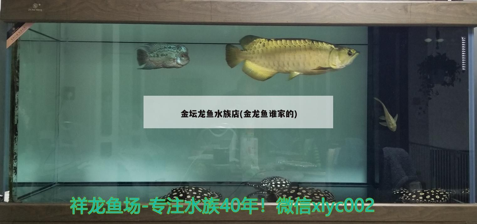 金壇龍魚(yú)水族店(金龍魚(yú)誰(shuí)家的)