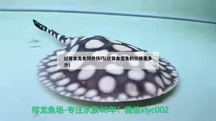 高背金龍魚和過背金龍魚哪個好養活：高背金龍魚和過背金龍魚哪個更容易于飼養？