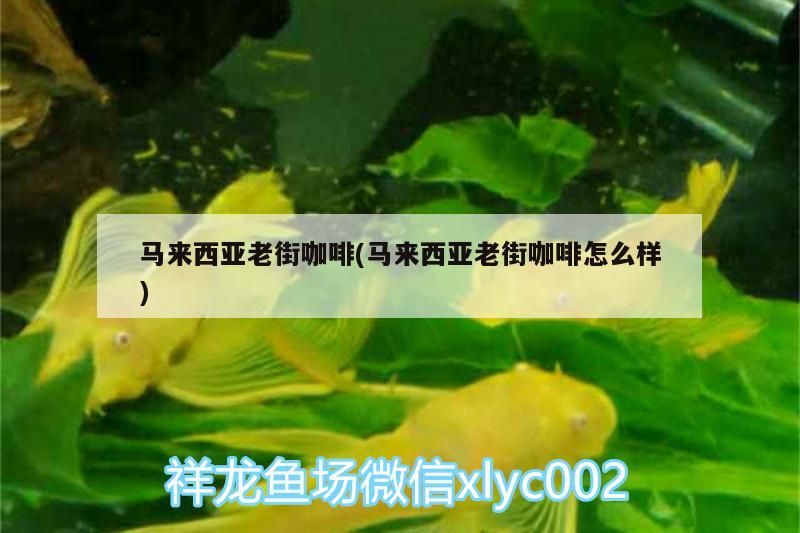 馬來西亞老街咖啡(馬來西亞老街咖啡怎么樣)