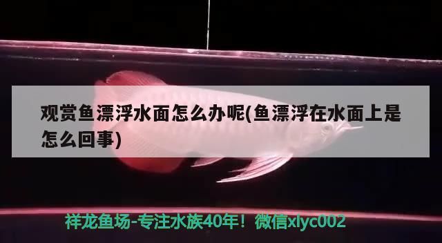 觀賞魚漂浮水面怎么辦呢(魚漂浮在水面上是怎么回事) 觀賞魚漂浮水面怎么辦呢(魚漂浮在水面上是怎么回事) 可麗愛魚缸