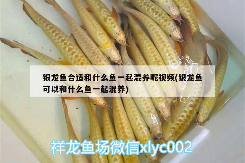 銀龍魚合適和什么魚一起混養呢視頻(銀龍魚可以和什么魚一起混養)