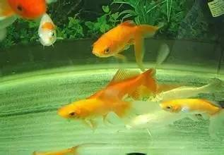魚缸底柜用什么材質(zhì)的好（魚缸底柜用什么材質(zhì)的好一點）
