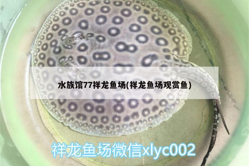 水族館77祥龍魚場(chǎng)(祥龍魚場(chǎng)觀賞魚) 水族館77祥龍魚場(chǎng)(祥龍魚場(chǎng)觀賞魚) vs祥龍魚場(chǎng)