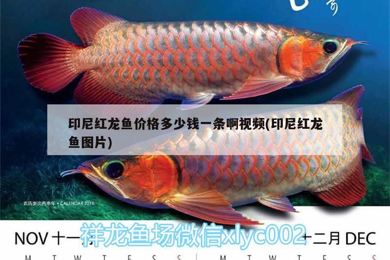 印尼紅龍魚價格多少錢一條啊視頻(印尼紅龍魚圖片) 印尼紅龍魚價格多少錢一條啊視頻(印尼紅龍魚圖片) 紅龍魚百科