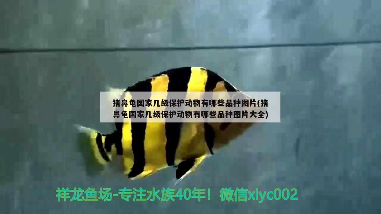豬鼻龜國家?guī)准壉Ｗo動物有哪些品種圖片(豬鼻龜國家?guī)准壉Ｗo動物有哪些品種圖片大全)