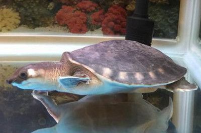 豬鼻龜認(rèn)識(shí)主人嗎視頻講解大全：豬鼻龜認(rèn)識(shí)主人一年能長(zhǎng)3-5cm,豬鼻龜認(rèn)識(shí)主人嗎