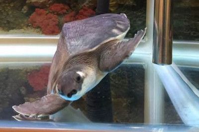 豬鼻龜認(rèn)識(shí)主人嗎視頻講解大全：豬鼻龜認(rèn)識(shí)主人一年能長(zhǎng)3-5cm,豬鼻龜認(rèn)識(shí)主人嗎