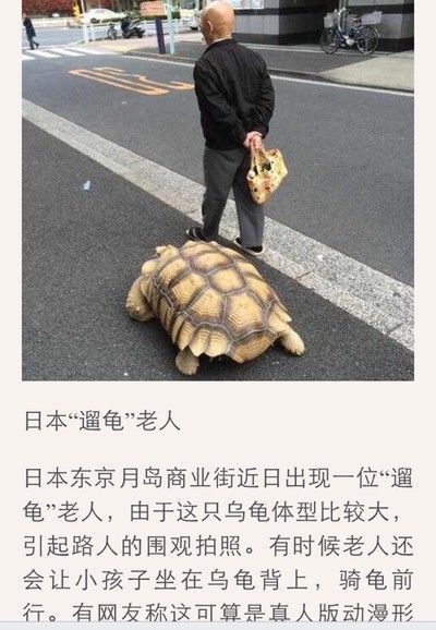 豬鼻龜認識主人嗎視頻講解大全:豬鼻龜認識主人一年能長3-5cm,豬鼻龜認識主人嗎 豬鼻龜百科 第7張 豬鼻龜認識主人嗎視頻講解大全:豬鼻龜認識主人一年能長3-5cm,豬鼻龜認識主人嗎 豬鼻龜認識主人嗎視頻講解大全:豬鼻龜認識主人一年能長3-5cm,豬鼻龜認識主人嗎 豬鼻龜百科 第7張