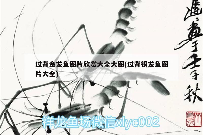 過背金龍魚圖片欣賞大全大圖(過背銀龍魚圖片大全) 過背金龍魚圖片欣賞大全大圖(過背銀龍魚圖片大全) 金龍魚百科