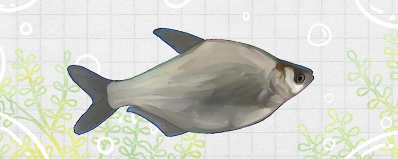 武昌魚有牙齒嗎有刺嗎