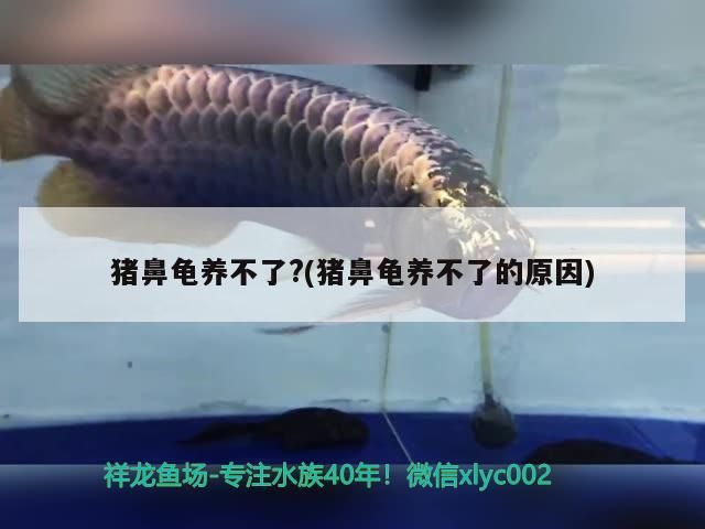 豬鼻龜養不了?(豬鼻龜養不了的原因)