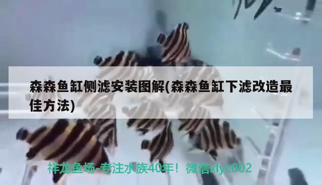 森森魚缸側濾安裝圖解(森森魚缸下濾改造最佳方法)