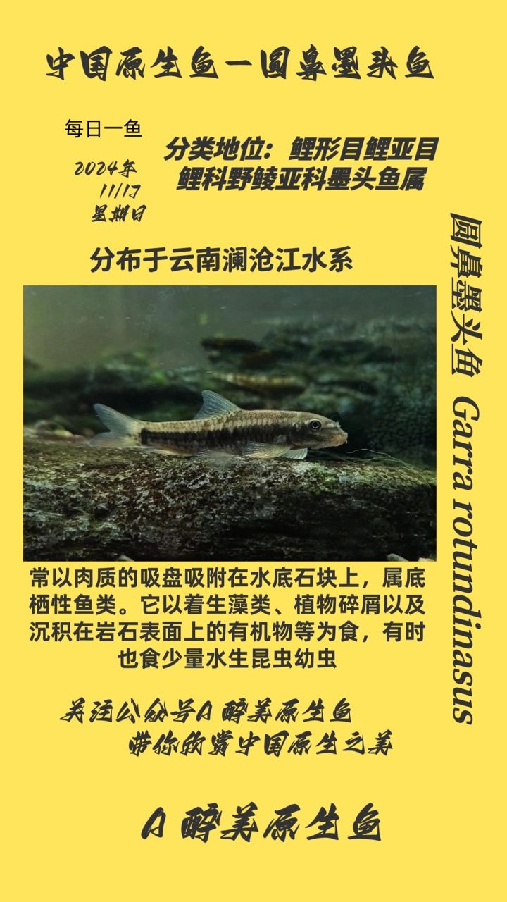 圓鼻墨頭魚