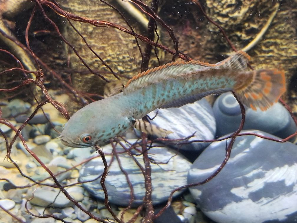 魚缸凈水劑什么品牌好用：魚缸凈水劑哪種好