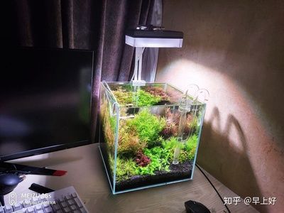 30缸是什么意思魚缸：30缸魚缸造景的靈感與技巧30缸魚缸造景技巧