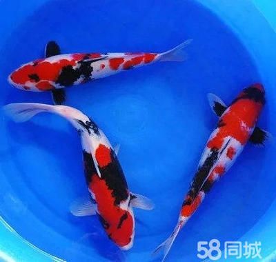 觀賞魚批發網官網（全球最大的觀賞魚批發市場全球最大觀賞魚批發市場之一）
