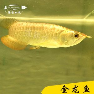 金底過背金龍魚圖片欣賞