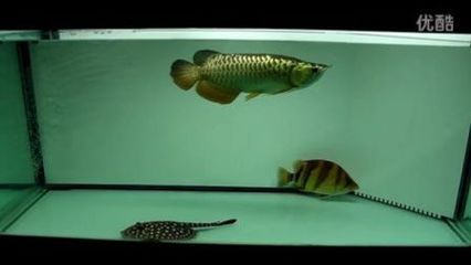 龍虎魟搭配數量：龍虎魟搭配數量決定魚缸的重要因素，魚缸尺寸決定多少條魚的重要因素 龍虎魟搭配數量：龍虎魟搭配數量決定魚缸的重要因素，魚缸尺寸決定多少條魚的重要因素 魟魚百科 第1張