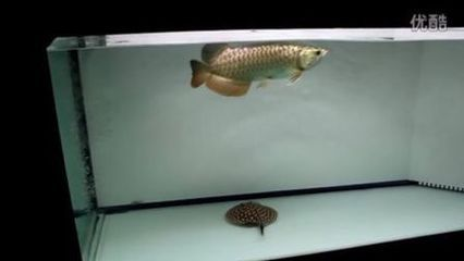 龍虎魟搭配數量：龍虎魟搭配數量決定魚缸的重要因素，魚缸尺寸決定多少條魚的重要因素 龍虎魟搭配數量：龍虎魟搭配數量決定魚缸的重要因素，魚缸尺寸決定多少條魚的重要因素 魟魚百科 第2張