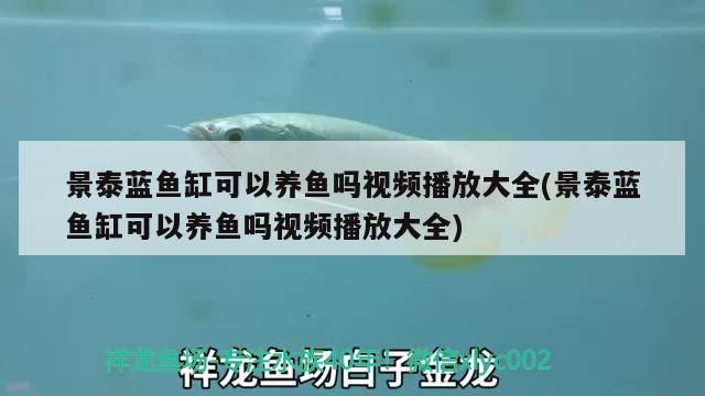 景泰藍魚缸可以養魚嗎視頻播放大全(景泰藍魚缸可以養魚嗎視頻播放大全)