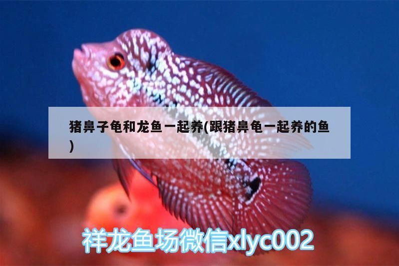 豬鼻子龜和龍魚一起養(yǎng)(跟豬鼻龜一起養(yǎng)的魚)