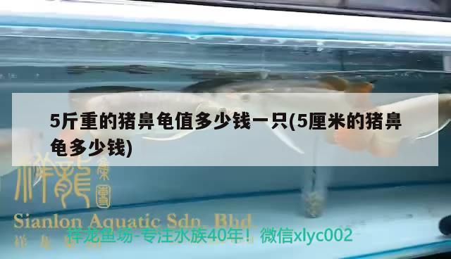 5斤重的豬鼻龜值多少錢一只(5厘米的豬鼻龜多少錢)