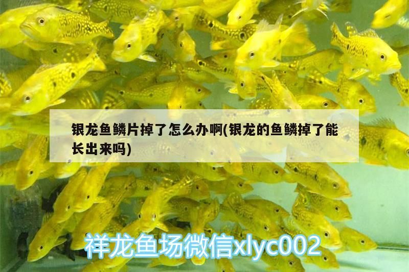 銀龍魚鱗片掉了怎么辦啊(銀龍的魚鱗掉了能長出來嗎)