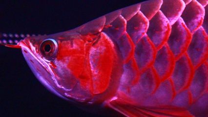 魟魚底部紅：魟魚底部有紅斑是什么原因引起的