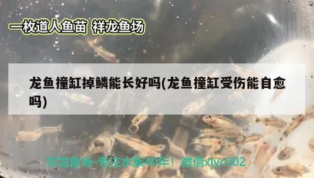 紅龍魚撞缸沉頭了還能好嗎vs祥龍魚場：紅龍魚撞缸并沉頭后能否恢復健康