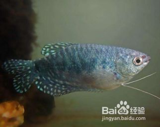 龍魚缸多深合適vs祥龍魚場：祥龍魚場龍魚缸深度對水質(zhì)影響，龍魚缸尺寸與飼養(yǎng)密度