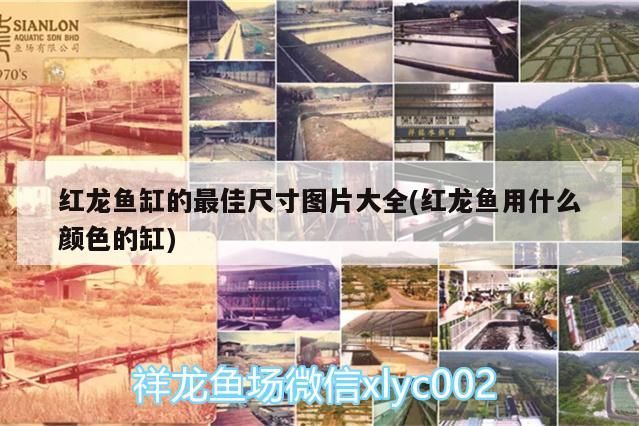 廣州市白云區景泰情魚花店