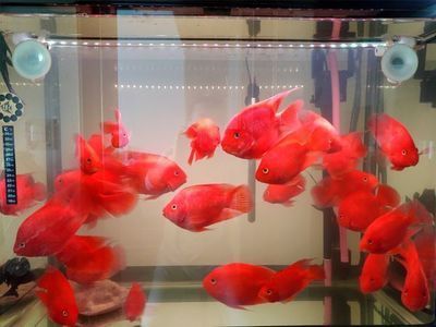 80x40x40的魚(yú)缸：80x40x40x40x40魚(yú)缸價(jià)格估算大約1160元左右