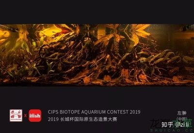 80x40x40的魚(yú)缸：80x40x40x40x40魚(yú)缸價(jià)格估算大約1160元左右