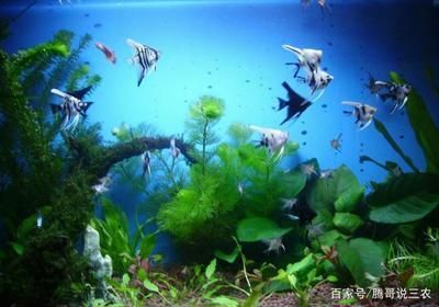白色的小型觀賞魚是什么魚?。ò咨⌒陀^賞魚有哪些常見品種） 白色的小型觀賞魚是什么魚?。ò咨⌒陀^賞魚有哪些常見品種） iwish愛唯希品牌魚缸 第3張