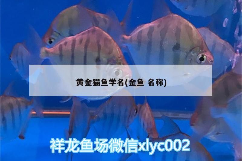 黃金貓魚學名(金魚名稱)