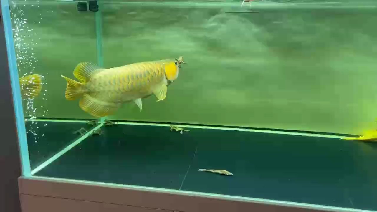 林蛙自助